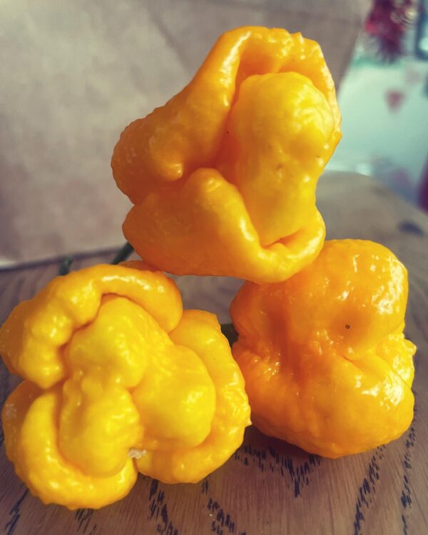 Φυτό 7 Pot Yellow - Chilelisauce