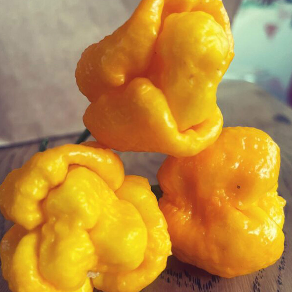7 Pot Yellow