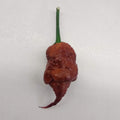 Φυτό Carolina Reaper Choco - Chilelisauce