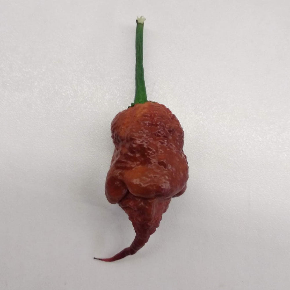 Carolina Reaper Chocolate