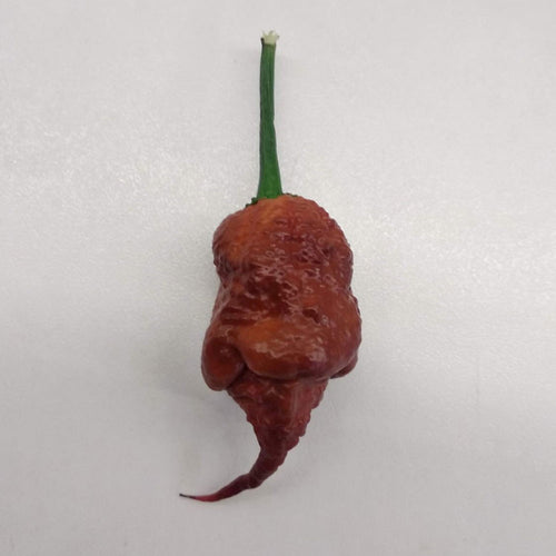 Φυτό Carolina Reaper Choco - Chilelisauce