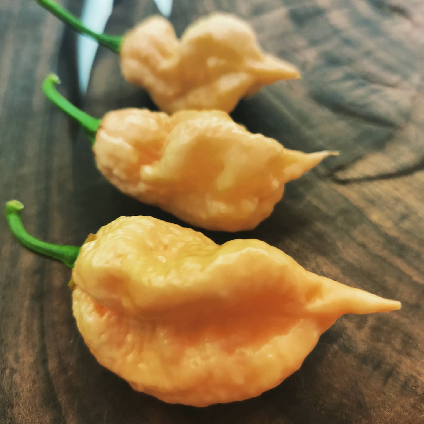 Peach Scorpion
