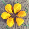 Chileli Φυτό King Naga (Yellow Fever)
