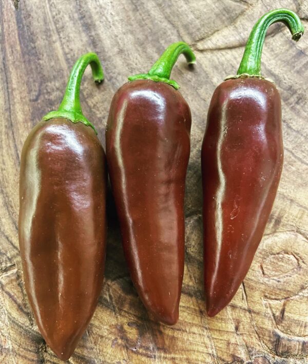 Brown Jalapeno