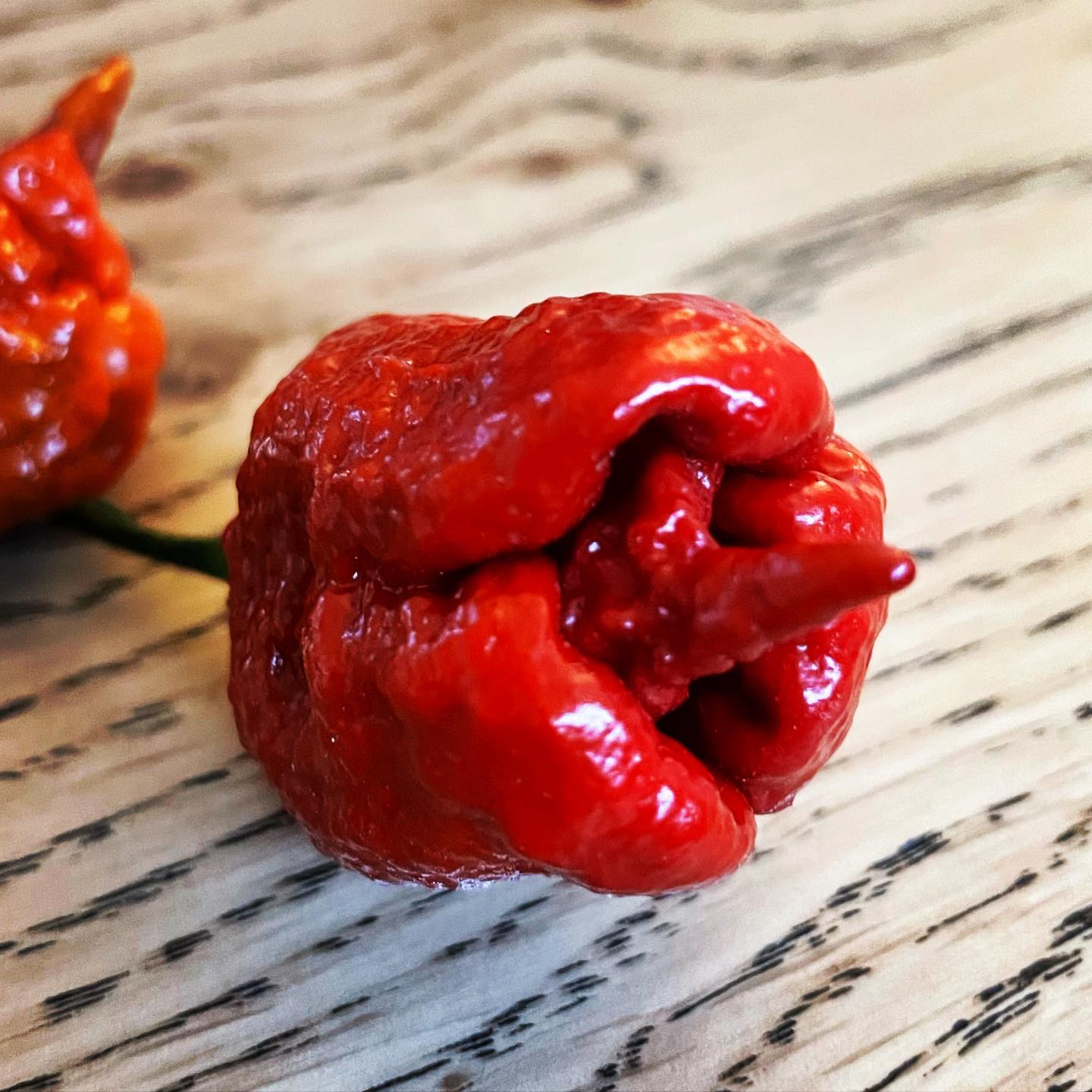 Carolina Reaper Red