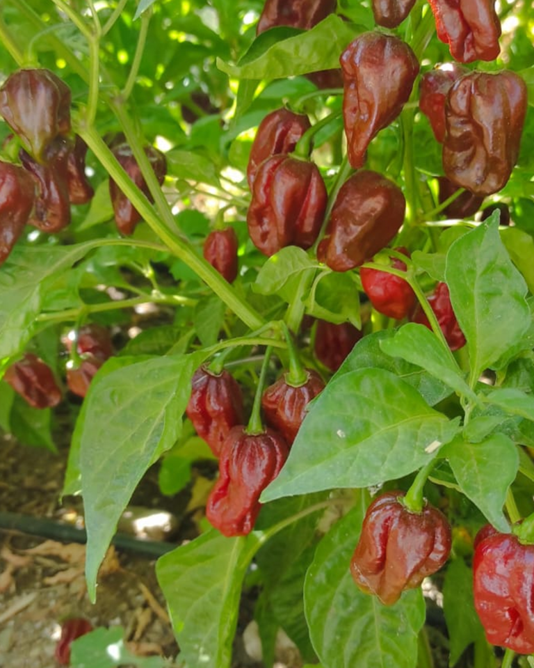 Habanero Chocolate