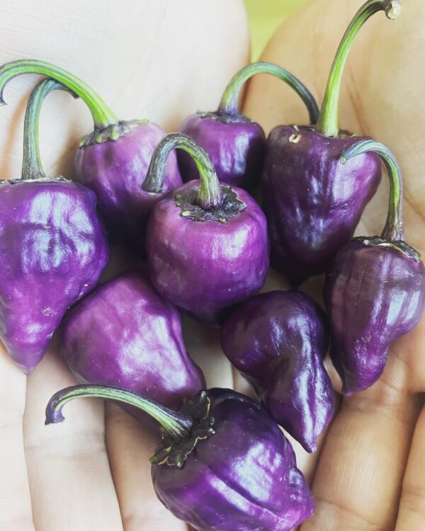 Purple UFO